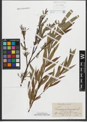 Foto von Salix purpurea L. x Salix viminalis L.